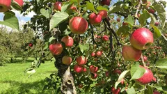 Przycinanie drzew owocowych: odpowiedni czas i przydatne porady, jak uzyskać obfite plony