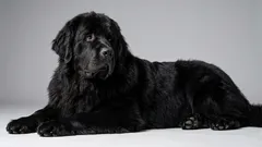 6 leniwych ras psów dla tych, którzy lubią ciszę i spokój